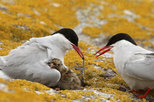 Arctic Tern (Sterna paradisaea) pair feeds chick, Farne Islands, United Kingdom