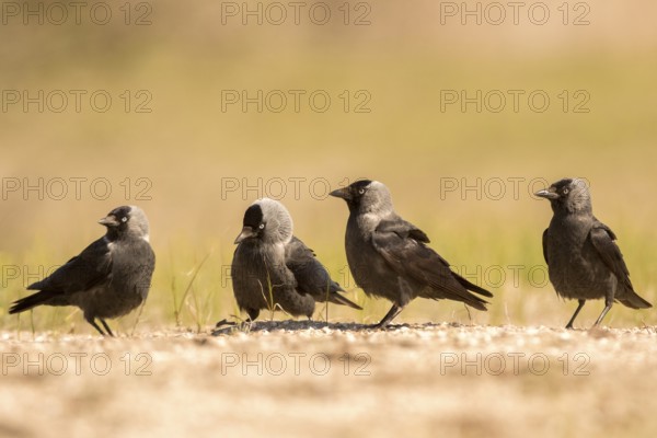 Western Jackdaw (Coloeus monedula), Romania