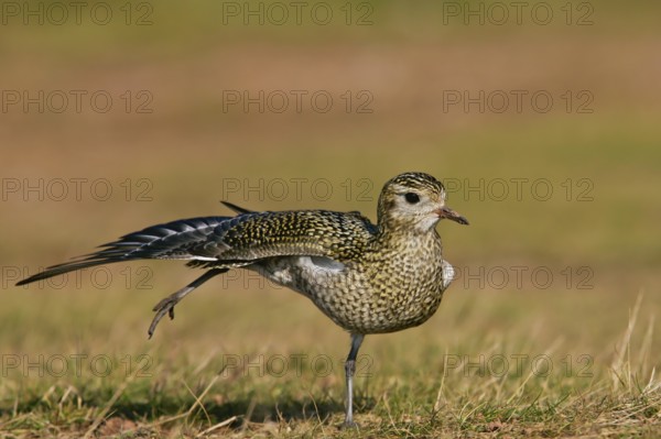 European Golden Plover (Pluvialis apricaria) stretching, Schleswig-Holstein, Germany
