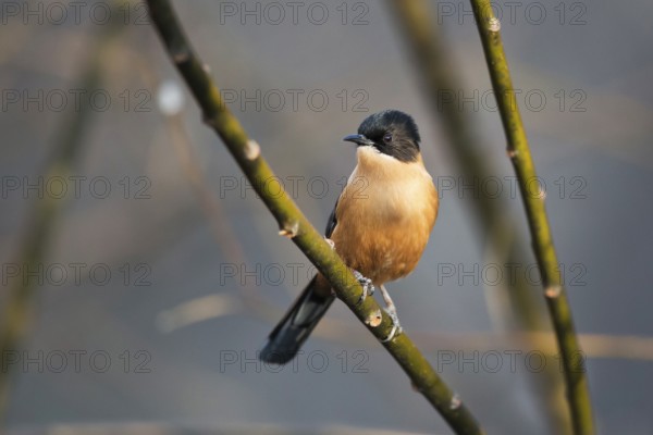 Rufous Sibia (Heterophasia capistrata bayleyi) perched on a branch, Paro, Bhutan