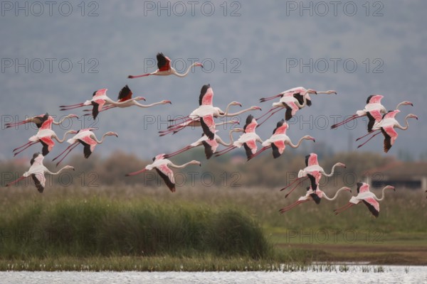 Greater Flamingo (Phoenicopterus roseus) group flying, Greece