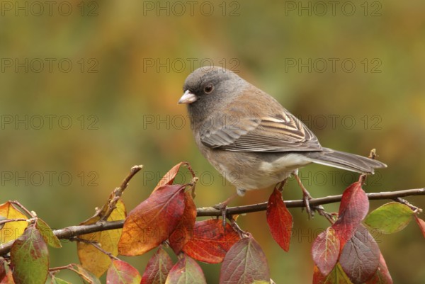 Slate-colored Junco (Junco hyemalis hyemalis), Saskatchewan, Canada
