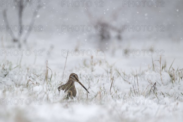 Common Snipe (Gallinago gallinago), Burgenland, Austria