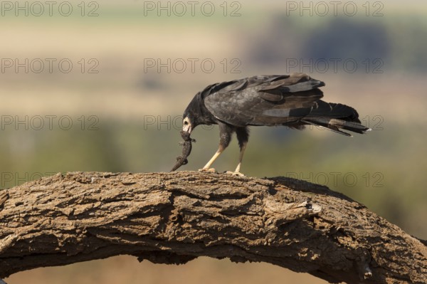 Kaalkopkiekendief met prooi, african harrier hawk with prey