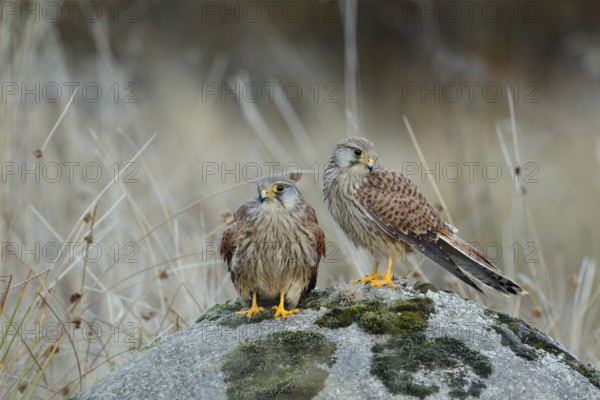 Turmfalke, lat. Falco tinnunculus, zwei Jungvögel nebeneinander auf einem Stein stehend