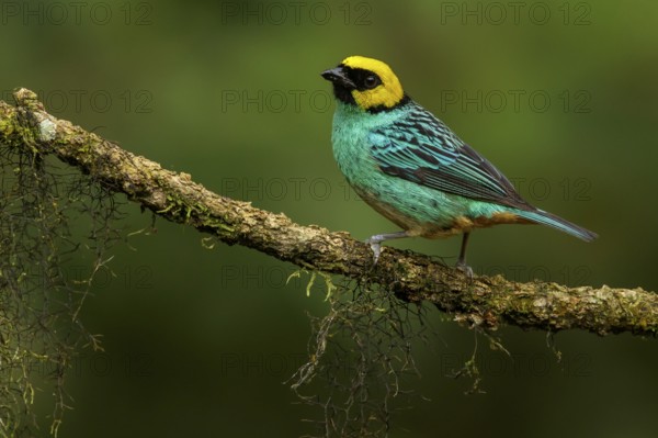 Saffron-crowned Tanager (Tangara xanthocephala) perched on a branch in the Andes mountains of Colombia