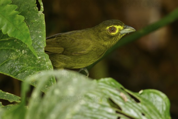 Lemon-spectacled Tanager (Chlorothraupis olivacea) perched on a branch in the Andes mountains of Colombia