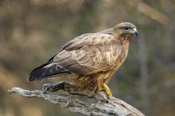 Common Buzzard (Buteo buteo), perched on a branch, Castile and Leon, Spain