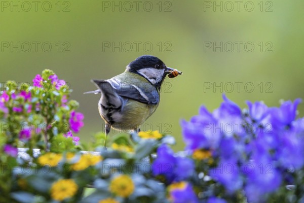 Great Tit (Parus major) with a wild bee in its beak, Baden-Wuerttemberg, Germany
