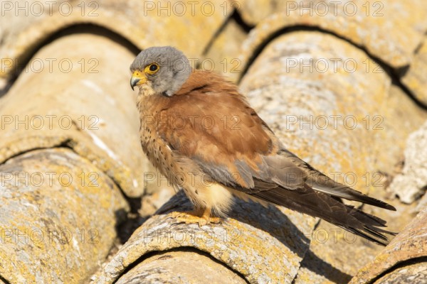 Lesser Kestrel (Falco naumanni) male on a roof, Castile-La Mancha, Spain