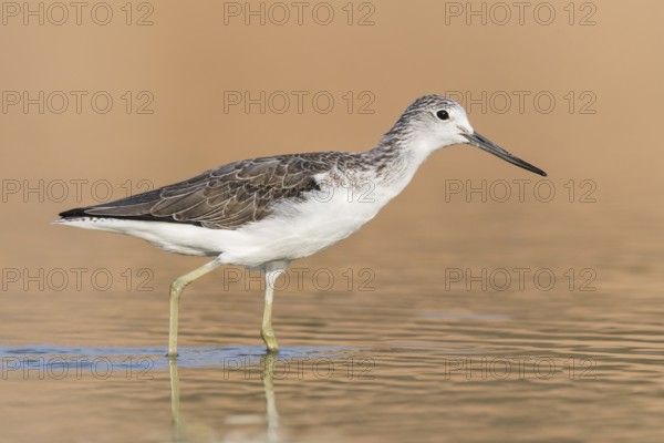 Common Greenshank (Tringa nebularia) foraging, Eilat, Israel