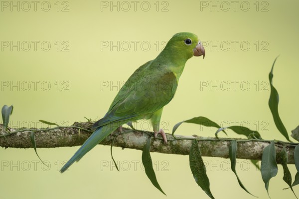 Plain Parakeet (Brotogeris tirica) perched on a branch, Sao Paulo, Brazil