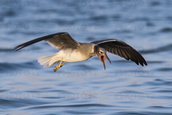 White-eyed Gull (Ichthyaetus leucophthalmus) calling in flight, Eilat, Israel