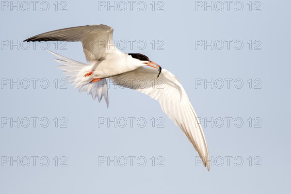 Common Tern (Sterna hirundo) flying with fish prey in beak, Danube Delta, Romania