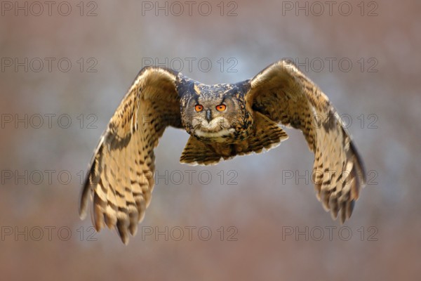 Face fly of owl. Flying Eurasian Eagle owl with open wings with snow flake in snowy forest during cold winter. Action wildlife scene from nature. Bird from Sweden. Big orange eyes
