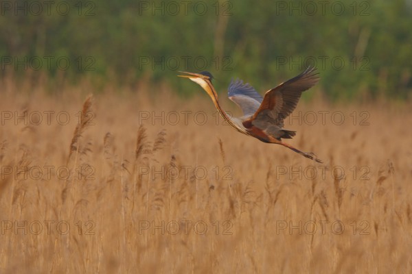 Purple Heron (Ardea purpurea) flying, Netherlands