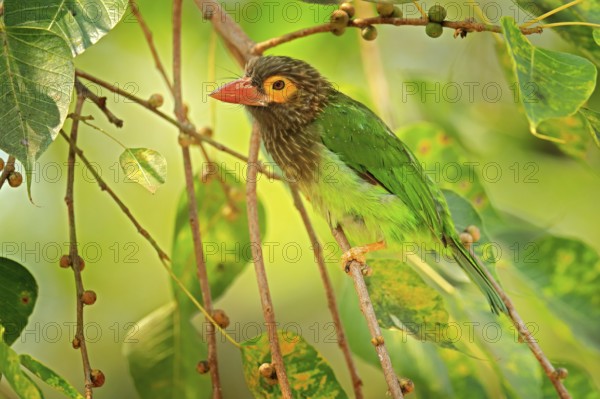Brown-headed Barbet Megalaima zeylanica perched on branch. Close up vibrant green and brown and yellow blurred colourful background. Bird in the beautiful habitat. Barbet from Sri Lanka, Asia