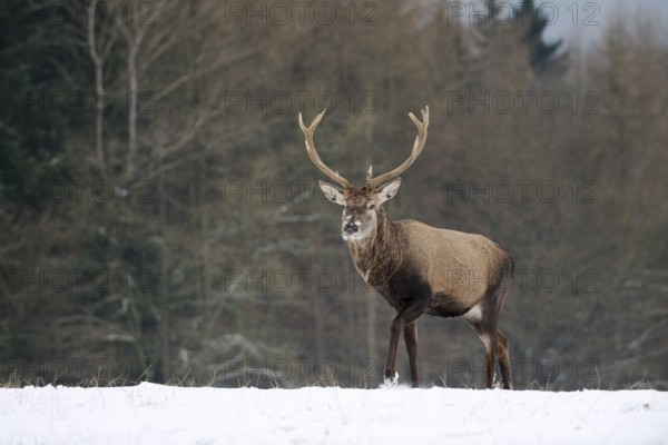Red deer (Cervus elaphus), stag in winter, North Rhine-Westphalia, Germany