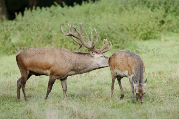 Red deer (Cervus elaphus), stag and doe in the rut, North Rhine-Westphalia, Germany