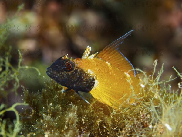 Close-up of a colourful fish, Black-faced blenny (Tripterygion delaisi), surrounded by algae in the Mediterranean Sea near Hyères, dive site Giens Peninsula, Provence Alpes Côte d'Azur, France