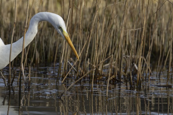 Great white egret (Ardea alba) adult bird in water on the edge of a reedbed, England, United Kingdom