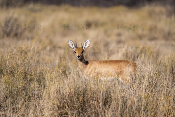 Steenbok (Raphicerus campestris), adult male, standing in dry grass, in the morning light, Khama Rhino Sanctuary, Serowe, Botswana