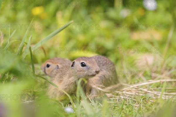 Two young European ground squirrel (Spermophilus citellus) or European souslik stand in a meadow with tall green vegetation on a sunny day and eat from it
