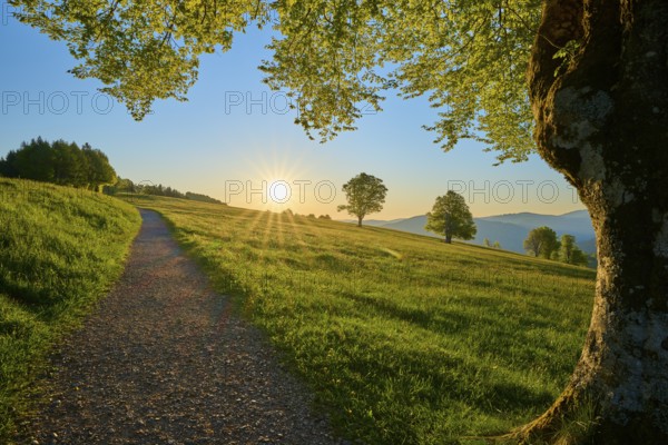 Idyllic path under evening sun along a green meadow with beech trees, spring, Schauinsland, Freiburg im Breisgau, Black Forest, Baden-Württemberg, Germany