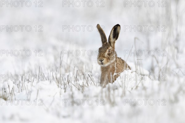 Hidden behind stalks... Brown hare (Lepus europaeus), hare sits in winter in a meadow in the snow, looks curiously curious, cautious, brown hares are expressive animals, funny picture, native nature in the Lower Rhine, Rhineland, North Rhine-Westphalia, Germany, Western Europe