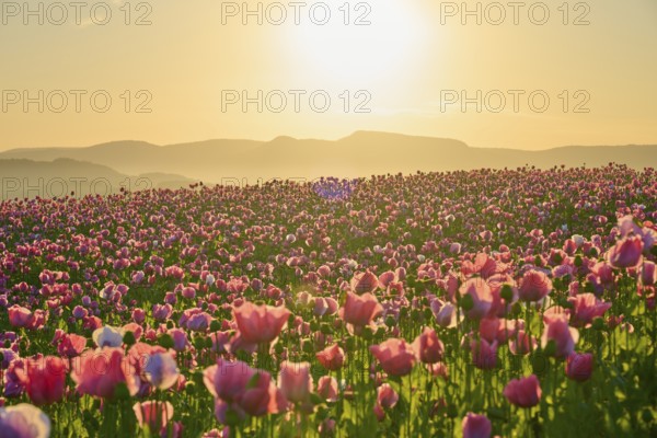 Opium poppy (Papaver somniferum), pink poppies in the golden light of sunrise in front of a mountain silhouette, summer, Germerode, Geo nature park Park Frau-Holle-Land, Hoher Meissner, Hesse, Germany