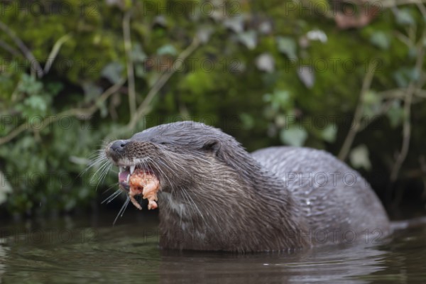 Eurasian otter (Lutra lutra) adult animal eating a fish in a river, England, United Kingdom
