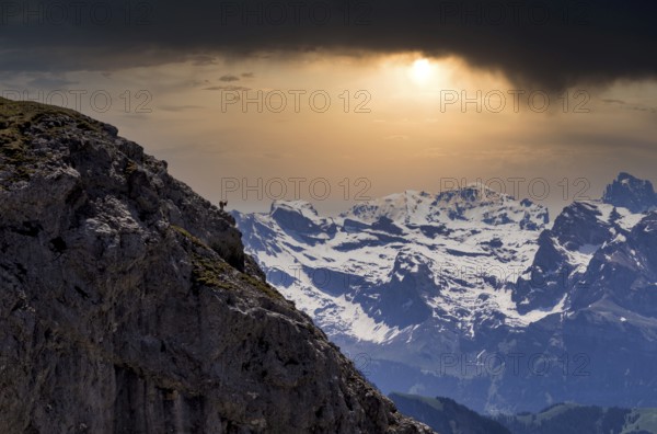 Alpine ibex (Capra ibex), summit donkey, Pilatus Kulm mountain station, in front of Swiss mountain range, Alps, snow-covered, evening mood, storm clouds, threatening, sunset, Canton Lucerne, Switzerland