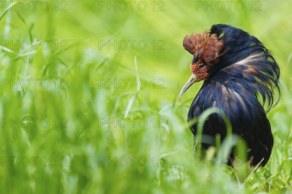 Bird with impressive plumage in green grass, ruff (Calidris pugnax, Syn.: Philomachus pugnax), courtship display, France