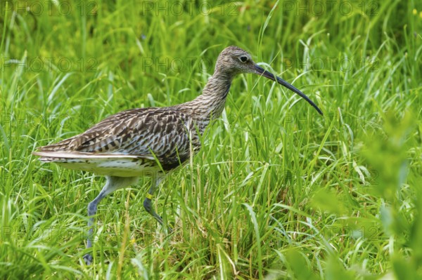 A bird with a long beak walks through a green meadow, curlew, (genus Numenius), France