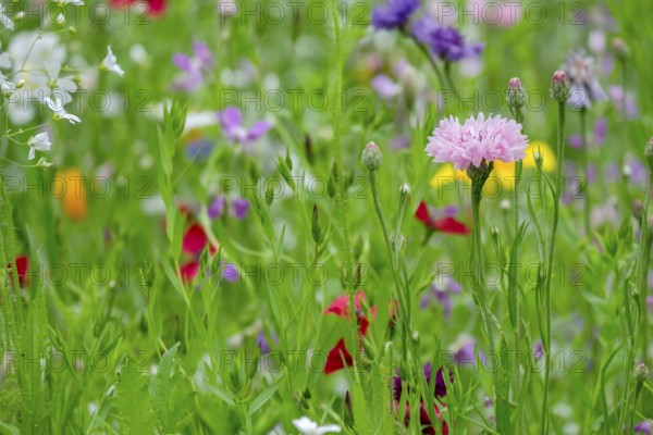 Pink cornflower in colourful flower meadow, Münsterland, North Rhine-Westphalia, Germany