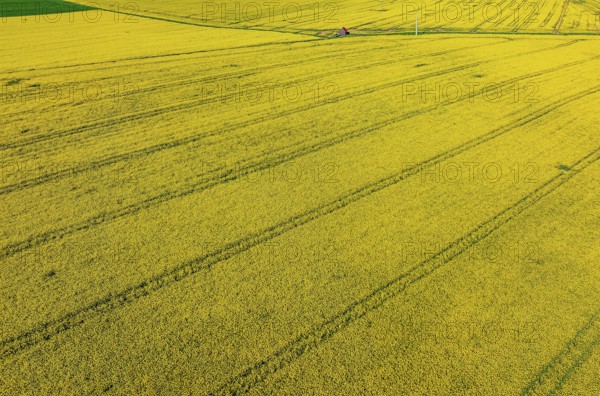Rape field in bloom with a small house. Landscape near Dornstadt Baden-Württemberg, Germany