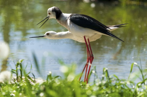 Two birds in close-up in mating position at the water's edge, Black-winged Stilt (Himantopus himantopus), France