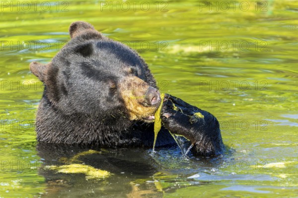 A bear eating algae in the water with its paw, black bear (Ursus (genus) France
