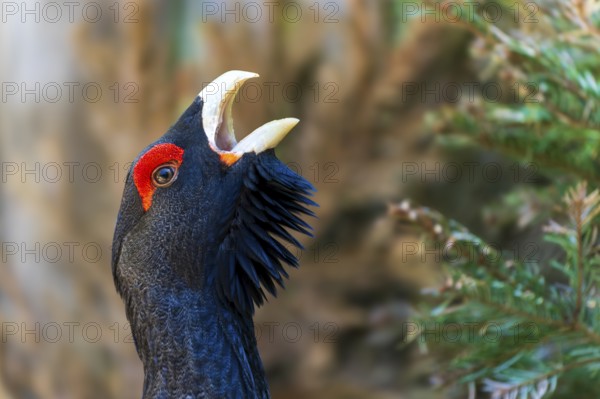 Close-up of a bird's head with red crest and open beak a tree in the background, capercaillie, cock (Tetrao urogallus), France