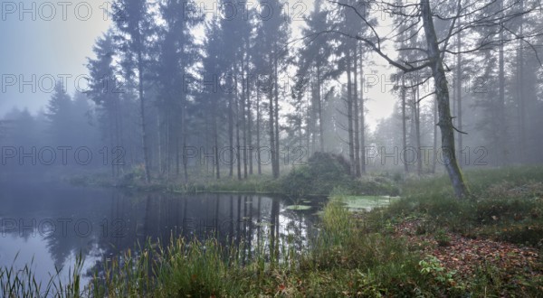 Ballmoos forest reserve, raised bog in the fog, Lieliwald, Lindenberg, Horben, Canton Lucerne, Switzerland