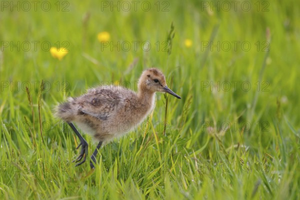 Black-tailed Godwit (Limosa limosa) juvenile, Netherlands