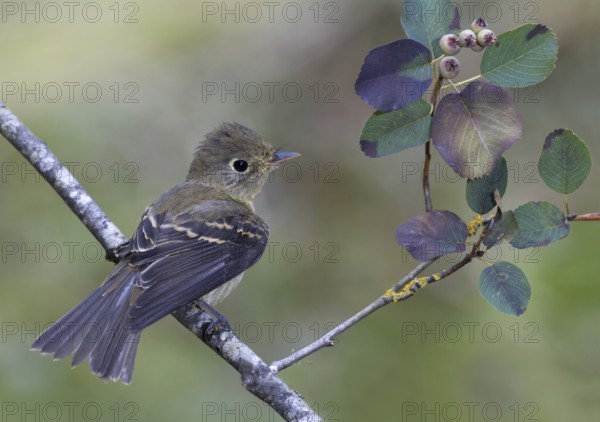 Pacific-slope Flycatcher (Empidonax difficilis), British Columbia, Canada