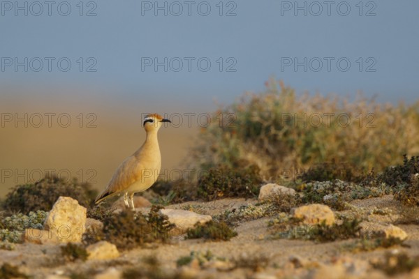 Cream-colored Courser (Cursorius cursor), Fuerteventura, Spain