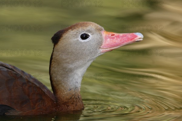 Black-bellied Whistling Duck (Dendrocygna autumnalis), Arizona, USA
