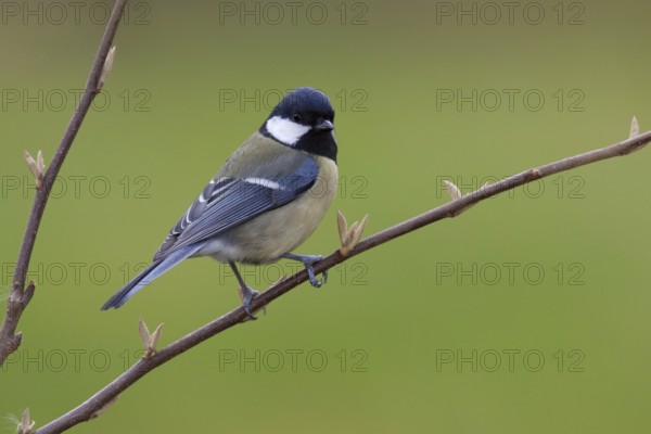 Great Tit (Parus major), Berlin, Germany