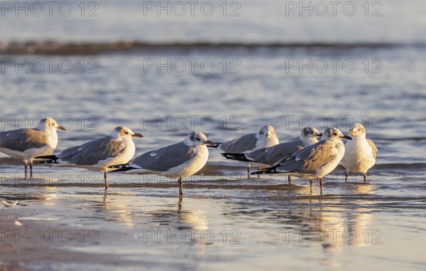 Seagulls wading at the waterline searching for food along the Mississippi Gulf Coast in evening light