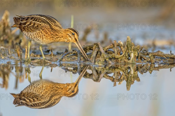 Common Snipe (Gallinago gallinago), Saxony-Anhalt, Germany