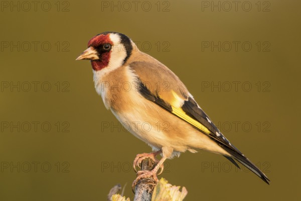 European Goldfinch (Carduelis carduelis), Baden-Wuerttemberg, Germany