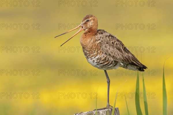 Black-tailed Godwit (Limosa limosa) calling, Texel, Netherlands