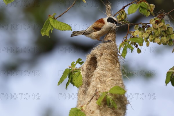 Eurasian Penduline Tit (Remiz pendulinus) male building nest, Saxony-Anhalt, Germany